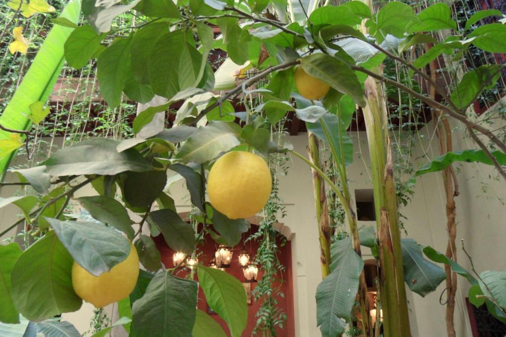 Dar El Calame 호텔 마라케시 외부 사진
